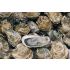 Sydney Rock Oysters - Large (Unshucked)