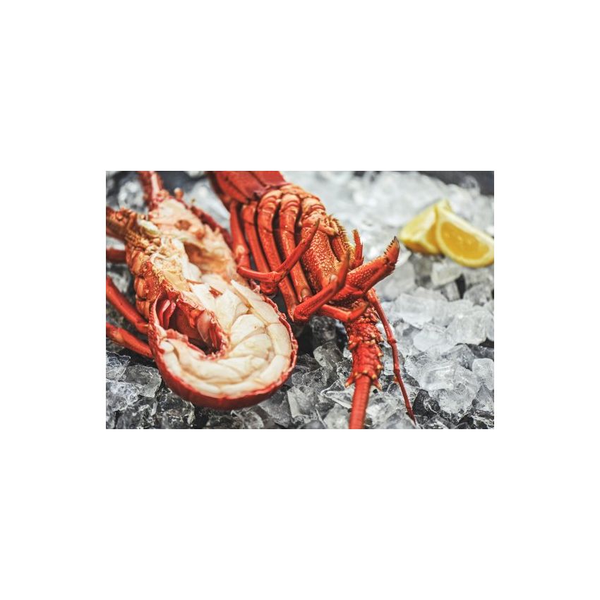 Fresh Cooked Lobster - Medium