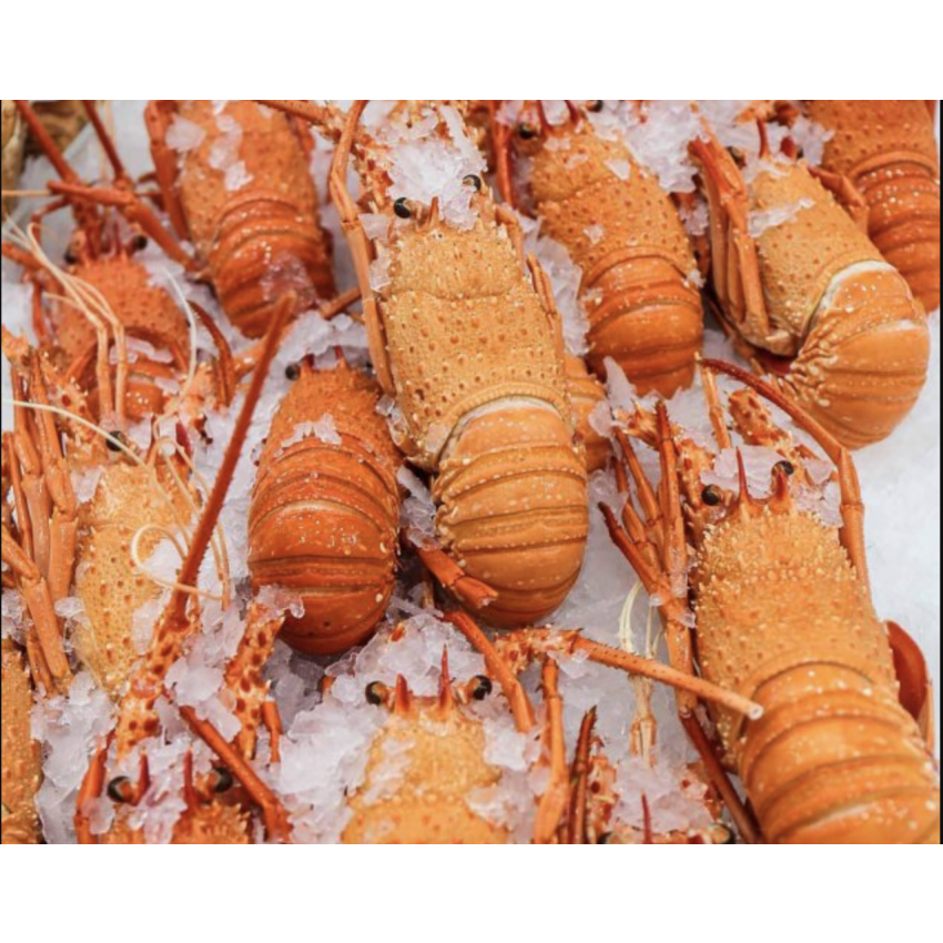 Fresh Cooked Lobster - Medium
