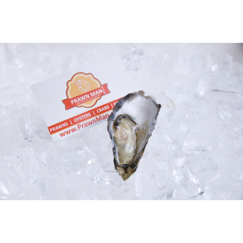 Sydney Rock Oysters - Medium