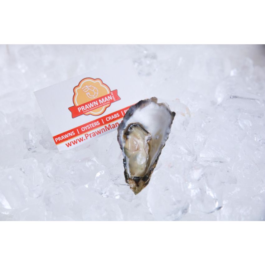 Sydney Rock Oysters - Large