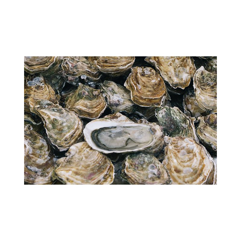 Sydney Rock Oysters - Large (Unshucked)